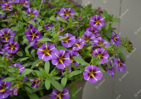 Calibrachoa hybrida Calita Compact Blue Star