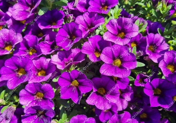 Calibrachoa hybrida Calita Compact Dark Blue