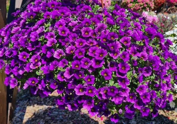 Calibrachoa hybrida Calita Compact Dark Blue