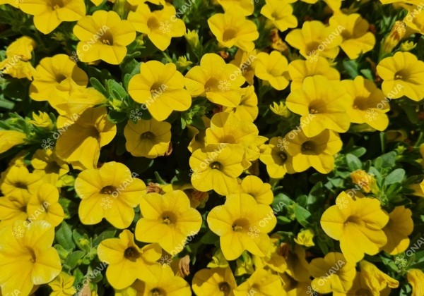 Calibrachoa hybrida Calita Compact Gold