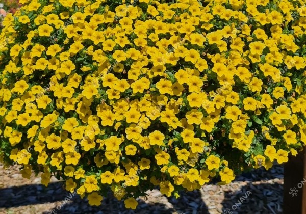 Calibrachoa hybrida Calita Compact Gold