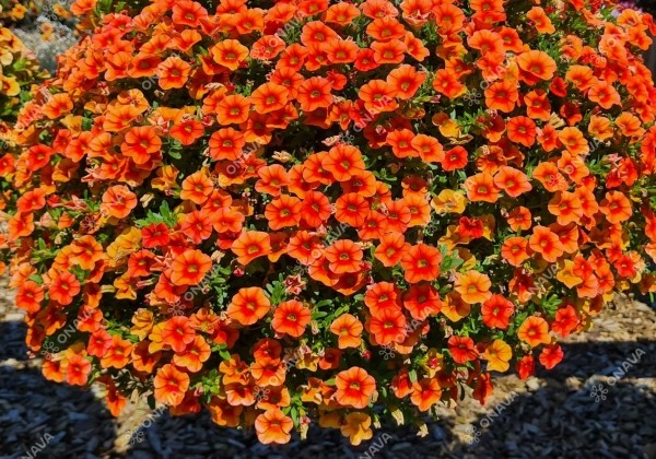 Calibrachoa hybrida Calita Compact Orange Red Eye