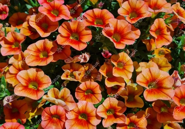 Calibrachoa hybrida Calita Compact Orange Red Eye