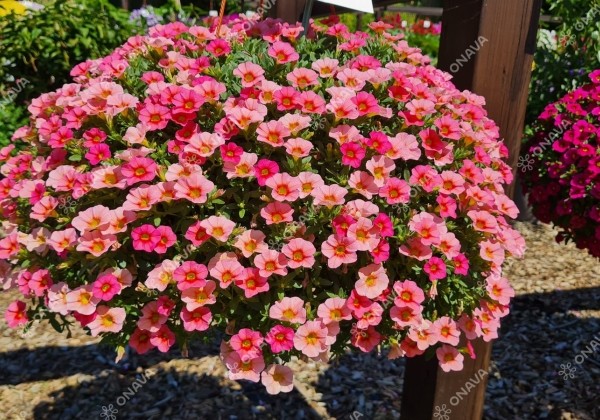 Calibrachoa hybrida Calita Compact Peach Morn