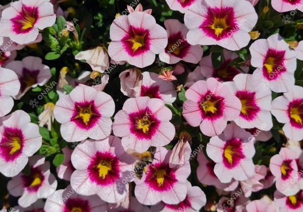 Calibrachoa hybrida Calita Compact Pink Red Eye