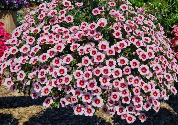 Calibrachoa hybrida Calita Compact Pink Red Eye
