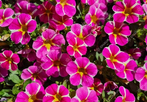 Calibrachoa hybrida Calita Compact Pink Star