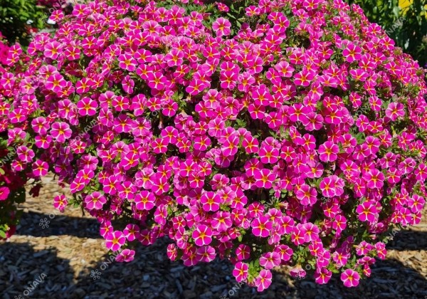 Calibrachoa hybrida Calita Compact Pink Star