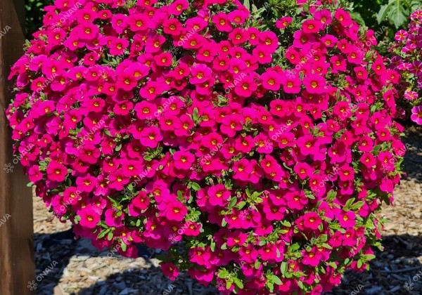 Calibrachoa hybrida Calita Compact Rose