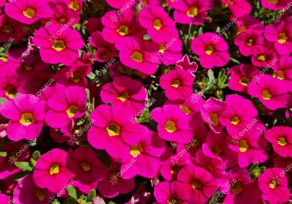 Calibrachoa hybrida Calita Compact Rose