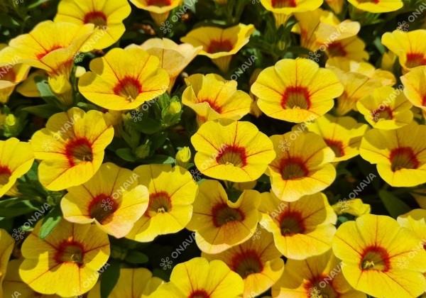 Calibrachoa hybrida Calita Compact Tigereye