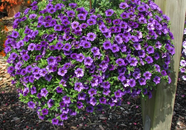 Calibrachoa hybrida Calita Dark Blue