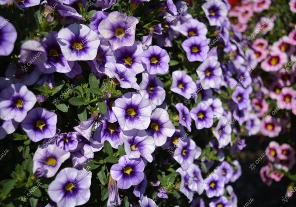Calibrachoa hybrida Calita Blue Morn
