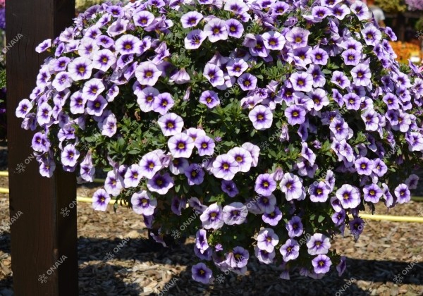 Calibrachoa hybrida Calita Blue Morn