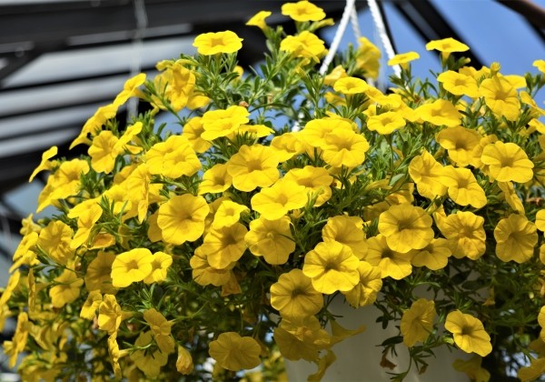 Calibrachoa hybrida Calita Deep Yellow