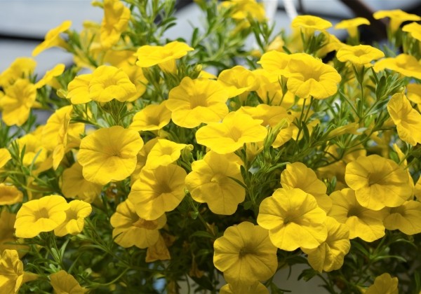 Calibrachoa hybrida Calita Deep Yellow