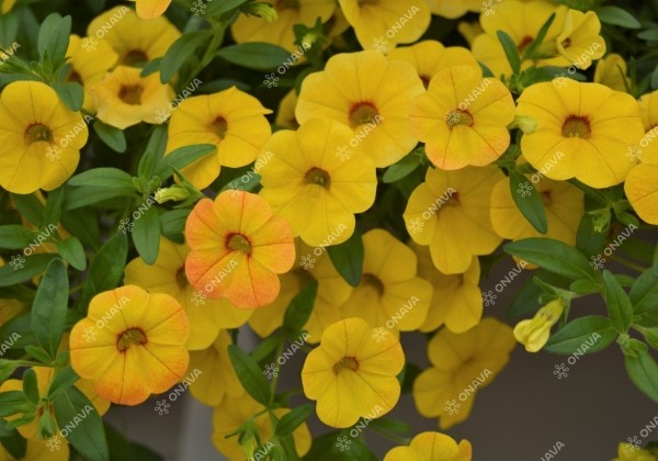 Calibrachoa hybrida Calita Gold Shimmer