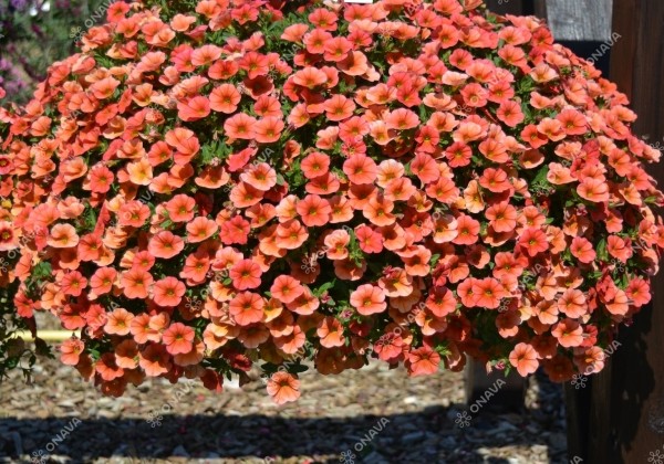 Calibrachoa hybrida Calita Orange