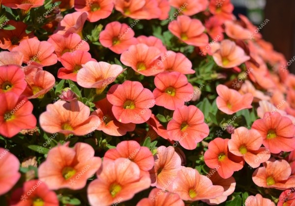 Calibrachoa hybrida Calita Orange