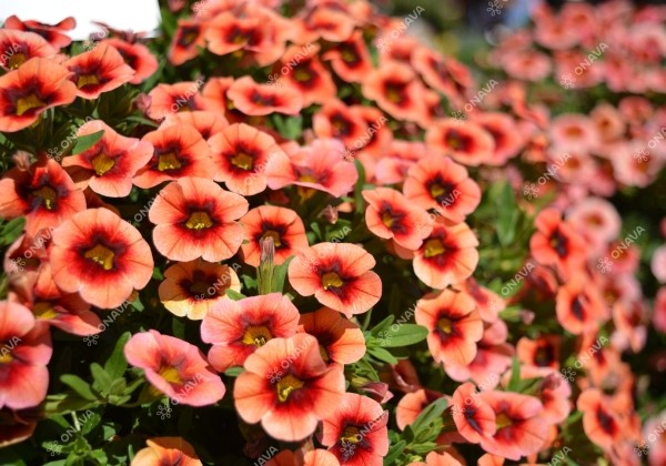 Calibrachoa hybrida Calita Orange Red Eye