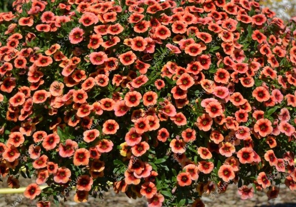 Calibrachoa hybrida Calita Orange Red Eye