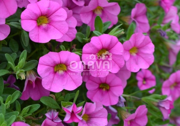 Calibrachoa hybrida Calita Pink