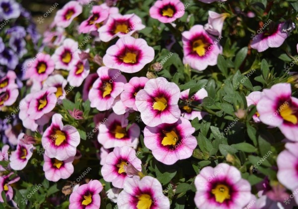 Calibrachoa hybrida Calita Pink Morn