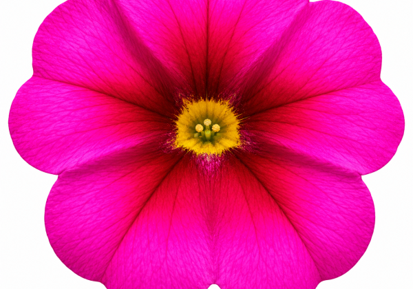 Calibrachoa hybrida Calita Rose Red Eye