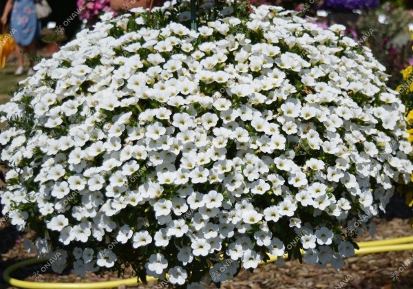 Calibrachoa hybrida Calita White