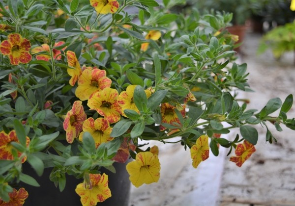 Calibrachoa hybrida Calita Yellow Red Splash