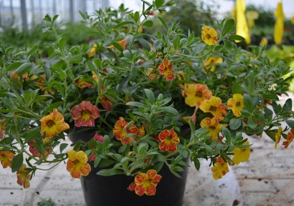 Calibrachoa hybrida Calita Yellow Red Splash