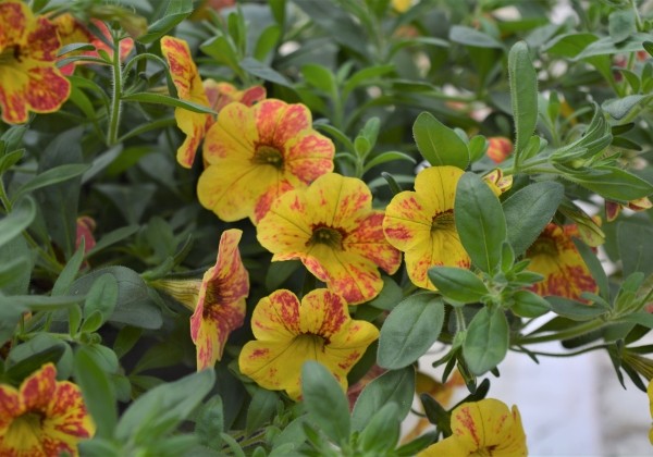 Calibrachoa hybrida Calita Yellow Red Splash
