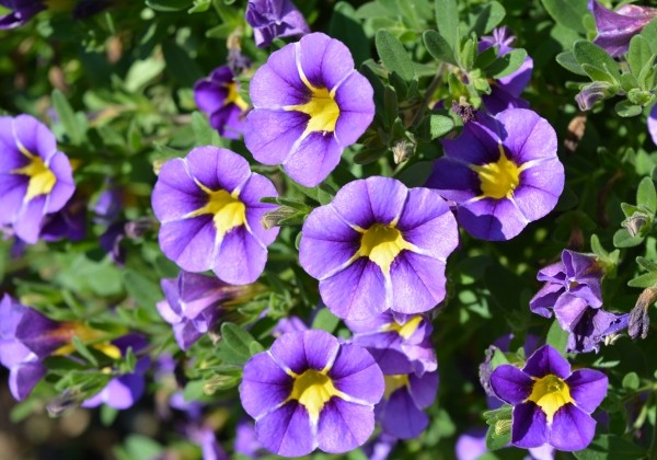 Calibrachoa hybrida Calita Special Blue Star