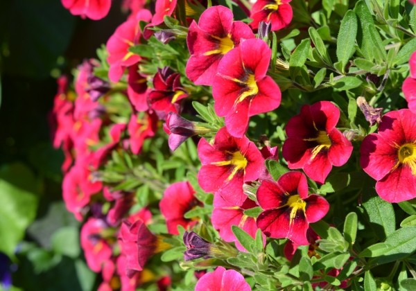 Calibrachoa hybrida Calita Special Cherry Star