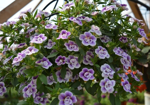 Calibrachoa hybrida Calita Double Blue Bicolor