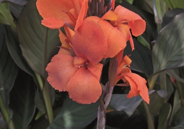 Canna indica Cannova Bronze Orange