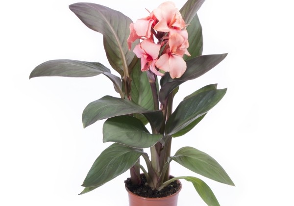Canna indica Cannova Bronze Peach