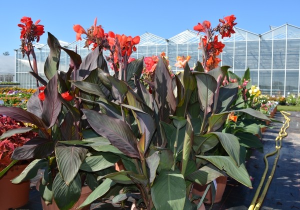 Canna indica Cannova Bronze Scarlet