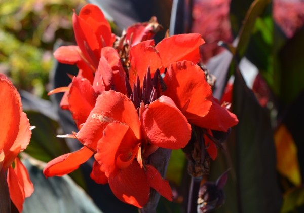 Canna indica Cannova Bronze Scarlet
