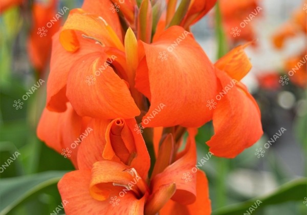 Canna indica Cannova Orange Shades