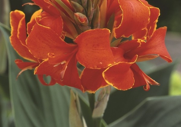 Canna indica Cannova Red Golden Flame