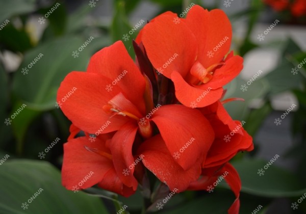 Canna indica Cannova Scarlet