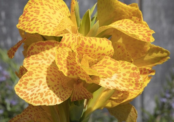 Canna indica Cannova F1 Golden Leopard