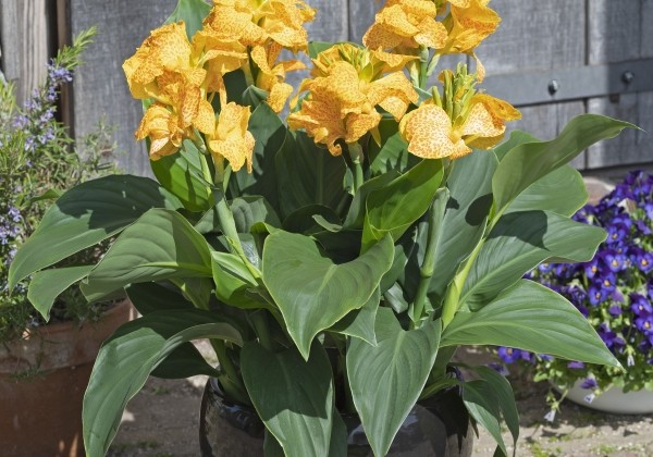 Canna indica Cannova F1 Golden Leopard
