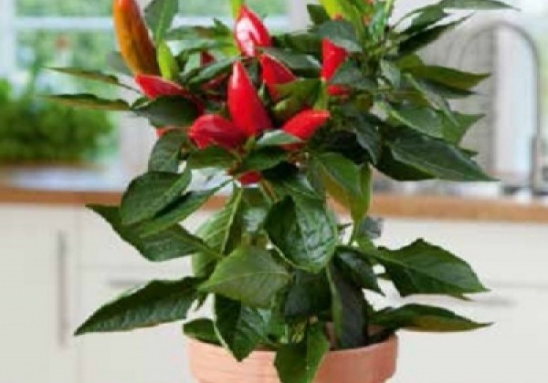 Capsicum annuum Hot Burrito (Burrito)