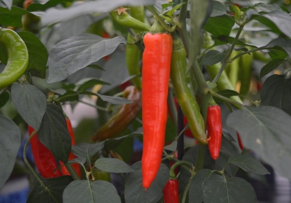 Capsicum annuum Hot Fajita (Fajita)