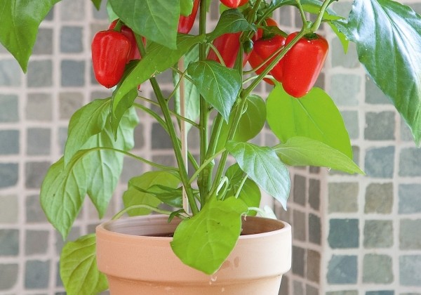 Capsicum annuum Snack Red (Fresh Bites Red)
