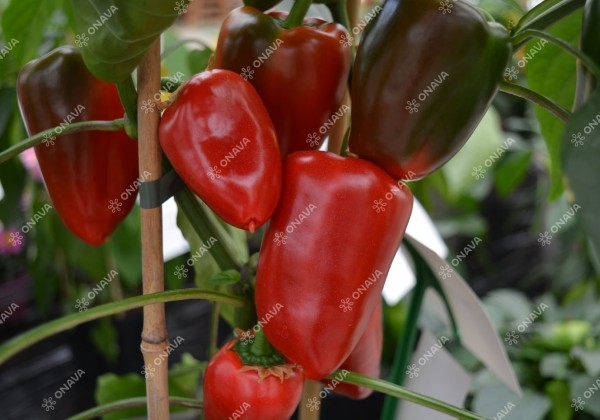 Capsicum annuum Sweet Bells Red