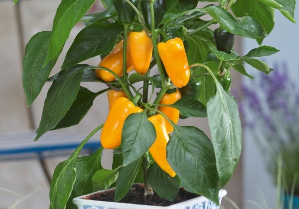 Capsicum annuum Sweet Bells Yellow