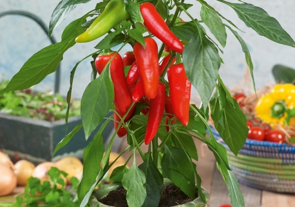 Capsicum annuum Sweet Pleasure Red